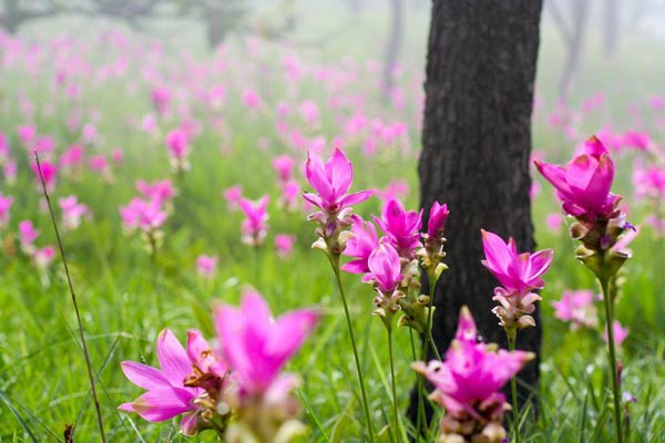 ชัยภูมิ ชัยภูมิ